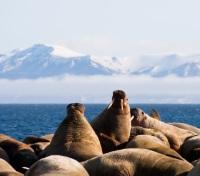 Walrus Spotting